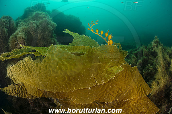 Santa Catalina, California, USA, Pacific ocean, Macrocystis pyrifera, Macrocystis, Laminariaceae, Phaeophyceae, Giant kelp, Kelp, Algae, Reef