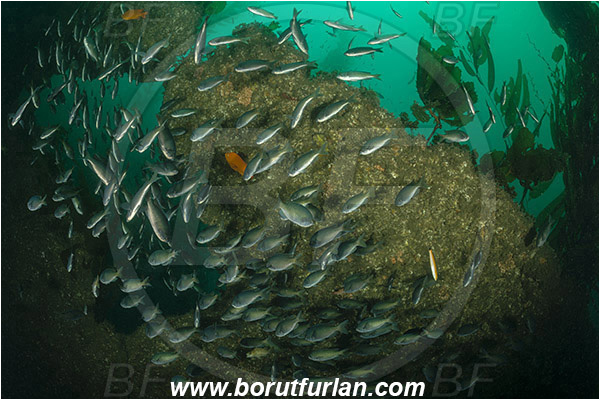 Santa Catalina, California, USA, Pacific ocean, Chromis punctipinnis, Chromis, Pomacentridae, Blacksmith, Fish, Fish school, Reef