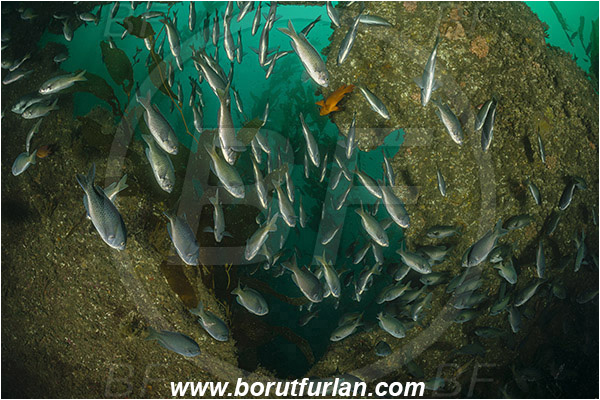 Santa Catalina, California, USA, Pacific ocean, Chromis punctipinnis, Chromis, Pomacentridae, Blacksmith, Fish, Fish school, Reef