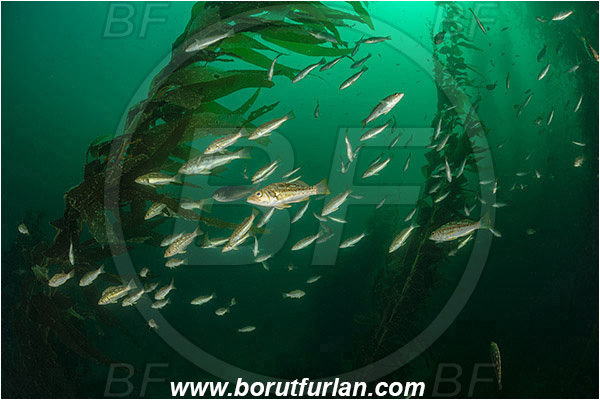 Santa Catalina, California, USA, Pacific ocean, Macrocystis pyrifera, Macrocystis, Laminariaceae, Phaeophyceae, Giant kelp, Kelp, Algae, Reef, Paralabrax clathratus, Paralabrax, Serranidae, Kelp bass, Fish, Fish school, Kelp forest