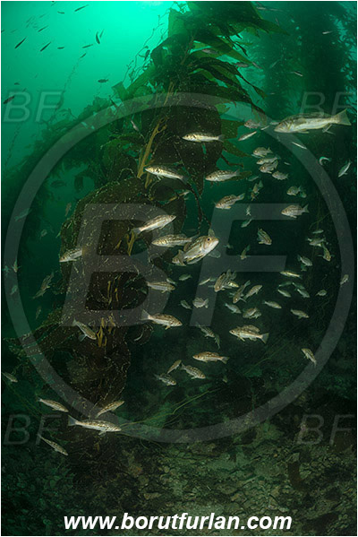 Santa Catalina, California, USA, Pacific ocean, Macrocystis pyrifera, Macrocystis, Laminariaceae, Phaeophyceae, Giant kelp, Kelp, Algae, Reef, Paralabrax clathratus, Paralabrax, Serranidae, Kelp bass, Fish, Fish school, Kelp forest