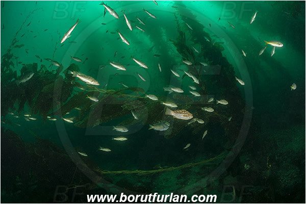 Santa Catalina, California, USA, Pacific ocean, Macrocystis pyrifera, Macrocystis, Laminariaceae, Phaeophyceae, Giant kelp, Kelp, Algae, Reef, Paralabrax clathratus, Paralabrax, Serranidae, Kelp bass, Fish, Fish school, Kelp forest