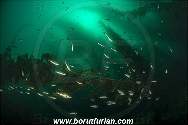 Santa Catalina, California, USA, Pacific ocean, Macrocystis pyrifera, Macrocystis, Laminariaceae, Phaeophyceae, Giant kelp, Kelp, Algae, Reef, Paralabrax clathratus, Paralabrax, Serranidae, Kelp bass, Fish, Fish school, Kelp forest