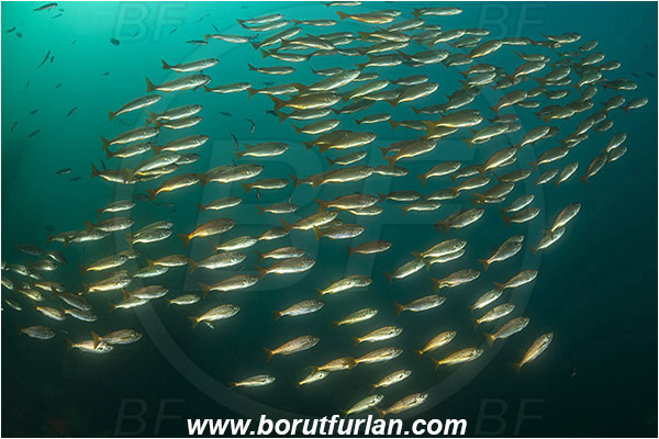 Santa Catalina, California, USA, Pacific ocean, Xenistius californiensis, Xenistius, Haemulidae, Salema, Fish, Fish school