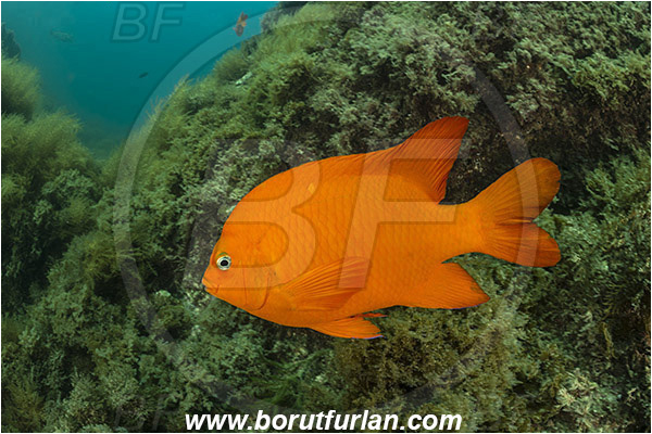 Santa Catalina, California, USA, Pacific ocean, Hypsypops rubicundus, Hypsypops, Pomacentridae, Garibaldi, Fish