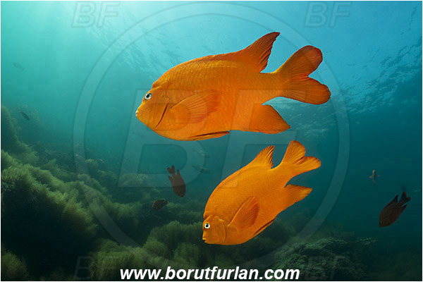 Santa Catalina, California, USA, Pacific ocean, Hypsypops rubicundus, Hypsypops, Pomacentridae, Garibaldi, Fish, Algae