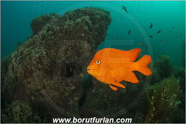 Santa Catalina, California, USA, Pacific ocean, Hypsypops rubicundus, Hypsypops, Pomacentridae, Garibaldi, Fish, Reef
