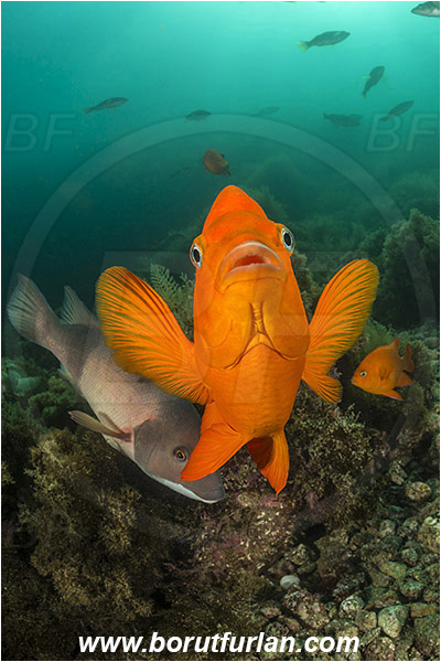 Santa Catalina, California, USA, Pacific ocean, Hypsypops rubicundus, Hypsypops, Pomacentridae, Garibaldi, Fish, Portrait
