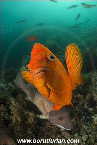 Santa Catalina, California, USA, Pacific ocean, Hypsypops rubicundus, Hypsypops, Pomacentridae, Garibaldi, Fish, Portrait
