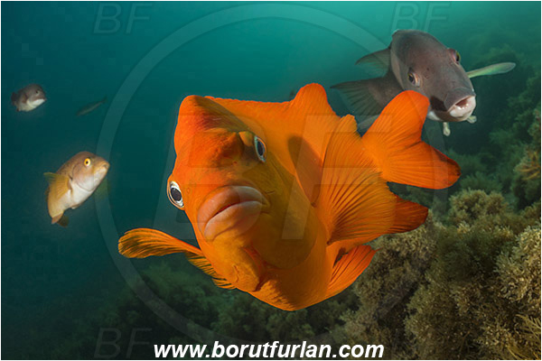 Santa Catalina, California, USA, Pacific ocean, Hypsypops rubicundus, Hypsypops, Pomacentridae, Garibaldi, Fish, Portrait