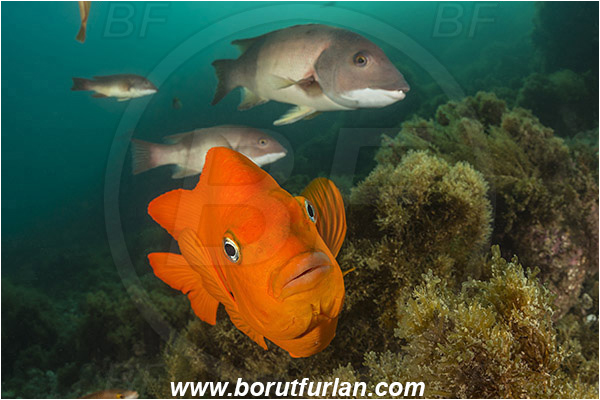 Santa Catalina, California, USA, Pacific ocean, Semicossyphus pulcher, Semicossyphus, Labridae, Hypsypops rubicundus, Hypsypops, Pomacentridae, Garibaldi, Fish, California sheephead, Male, Reef, Portrait