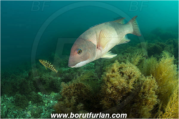 Santa Catalina, California, USA, Pacific ocean, Semicossyphus pulcher, Semicossyphus, Labridae, Fish, California sheephead, Male, Reef, Wrasse