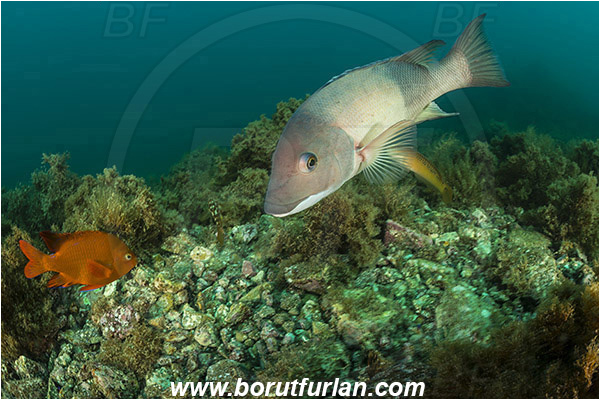 Santa Catalina, California, USA, Pacific ocean, Semicossyphus pulcher, Semicossyphus, Labridae, Hypsypops rubicundus, Hypsypops, Pomacentridae, Garibaldi, Fish, California sheephead, Male, Reef, Wrasse