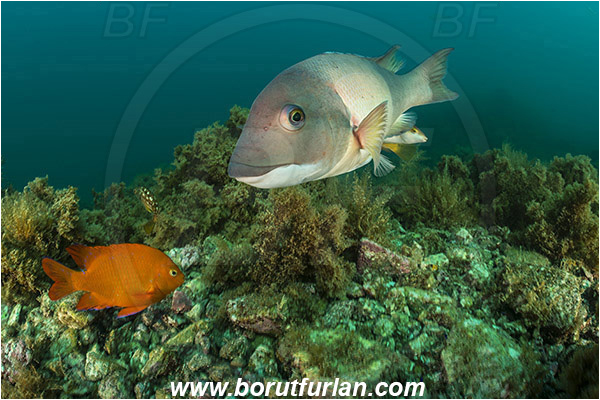 Santa Catalina, California, USA, Pacific ocean, Semicossyphus pulcher, Semicossyphus, Labridae, Hypsypops rubicundus, Hypsypops, Pomacentridae, Garibaldi, Fish, California sheephead, Male, Reef, Wrasse