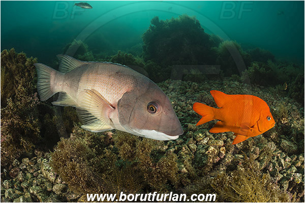 Santa Catalina, California, USA, Pacific ocean, Semicossyphus pulcher, Semicossyphus, Labridae, Hypsypops rubicundus, Hypsypops, Pomacentridae, Garibaldi, Fish, California sheephead, Male, Reef, Wrasse