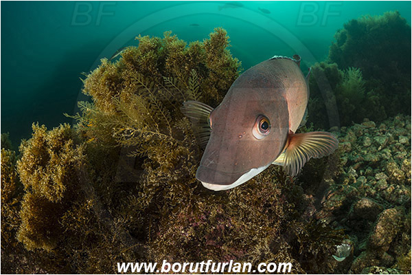 Santa Catalina, California, USA, Pacific ocean, Semicossyphus pulcher, Semicossyphus, Labridae, Fish, California sheephead, Male, Portrait, Reef, Algae, Wrasse