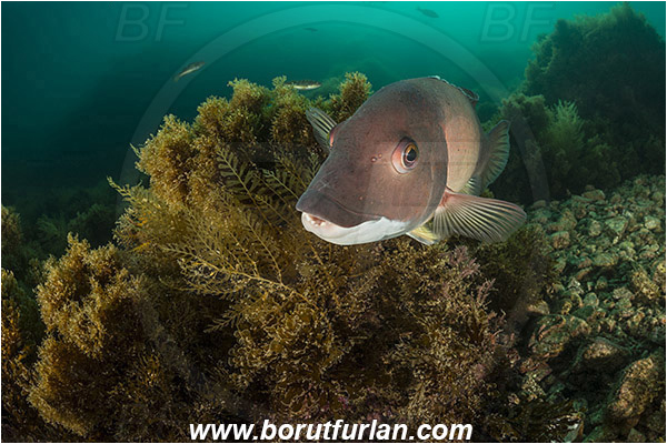 Santa Catalina, California, USA, Pacific ocean, Semicossyphus pulcher, Semicossyphus, Labridae, Fish, California sheephead, Male, Portrait, Reef, Wrasse