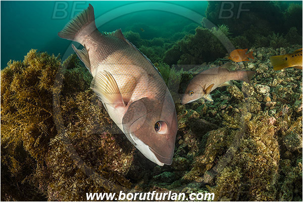 Santa Catalina, California, USA, Pacific ocean, Semicossyphus pulcher, Semicossyphus, Labridae, Fish, California sheephead, Male, Reef, Wrasse