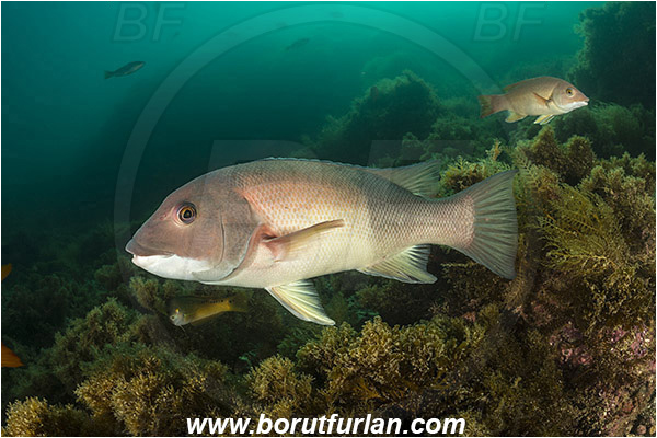 Santa Catalina, California, USA, Pacific ocean, Semicossyphus pulcher, Semicossyphus, Labridae, Fish, California sheephead, Male, Reef, Wrasse
