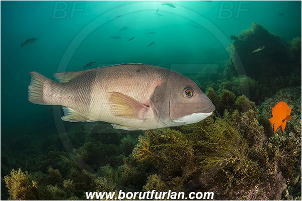 Santa Catalina, California, USA, Pacific ocean, Semicossyphus pulcher, Semicossyphus, Labridae, Fish, California sheephead, Male, Reef, Wrasse