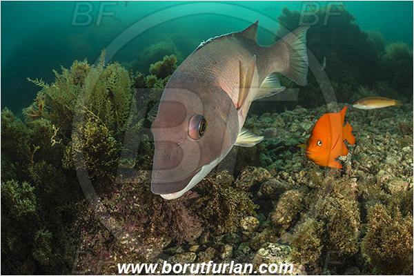 Santa Catalina, California, USA, Pacific ocean, Semicossyphus pulcher, Semicossyphus, Labridae, Hypsypops rubicundus, Hypsypops, Pomacentridae, Garibaldi, Fish, California sheephead, Male, Portrait, Reef, Wrasse