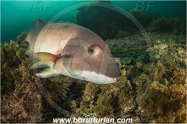 Santa Catalina, California, USA, Pacific ocean, Semicossyphus pulcher, Semicossyphus, Labridae, Fish, California sheephead, Male, Portrait, Reef, Wrasse