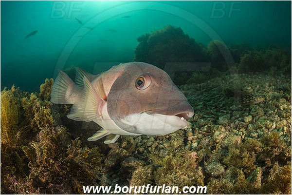 Santa Catalina, California, USA, Pacific ocean, Semicossyphus pulcher, Semicossyphus, Labridae, Fish, California sheephead, Male, Portrait, Reef, Wrasse
