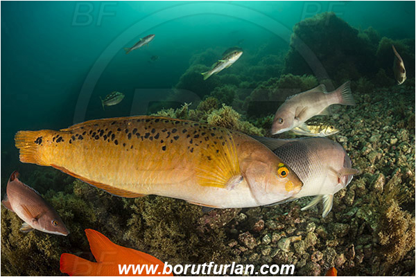 Santa Catalina, California, USA, Pacific ocean, Halichoeres semicinctus, Halichoeres, Labridae, Fish, Rock wrasse, Rock wrasse - initial phase, Reef, Wrasse