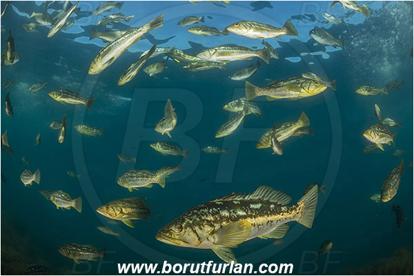 Santa Catalina, California, USA, Pacific ocean, Paralabrax clathratus, Paralabrax, Serranidae, Kelp bass, Fish, Fish school