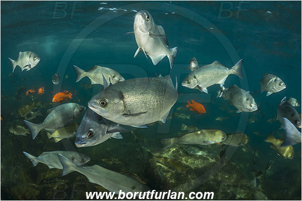 Santa Catalina, California, USA, Pacific ocean, Medialuna californiensis, Medialuna, Kyphosidae, Halfmoon, Fish, Fish school, Reef