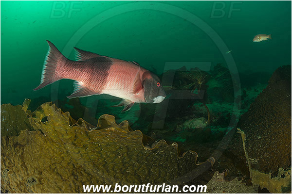 Santa Catalina, California, USA, Pacific ocean, Macrocystis pyrifera, Macrocystis, Laminariaceae, Phaeophyceae, Giant kelp, Kelp, Algae, Reef, Semicossyphus pulcher, Semicossyphus, Labridae, Fish, California sheephead, Male, Wrasse