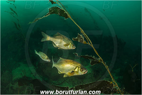 Santa Catalina, California, USA, Pacific ocean, Rhacochilus toxotes, Rhacochilus, Embiotocidae, Rubberlip seaperch, Fish, Fish school, Reef, Algae, Kelp forest