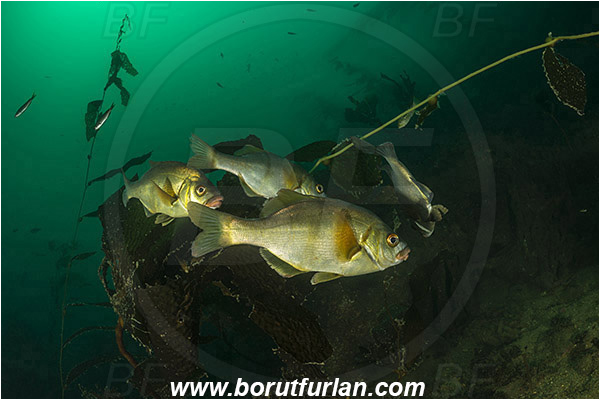 Santa Catalina, California, USA, Pacific ocean, Rhacochilus toxotes, Rhacochilus, Embiotocidae, Rubberlip seaperch, Fish, Fish school, Reef, Algae, Kelp forest