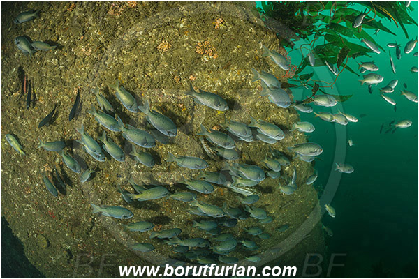 Santa Catalina, California, USA, Pacific ocean, Chromis punctipinnis, Chromis, Pomacentridae, Blacksmith, Fish, Fish school, Reef