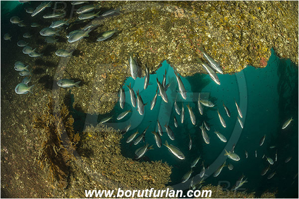 Santa Catalina, California, USA, Pacific ocean, Chromis punctipinnis, Chromis, Pomacentridae, Blacksmith, Fish, Fish school, Reef