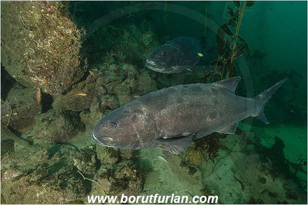 Santa Catalina, California, USA, Pacific ocean, Stereolepis gigas, Stereolepis, Polyprionidae, Giant sea bass, Sea bass, Fish, Reef