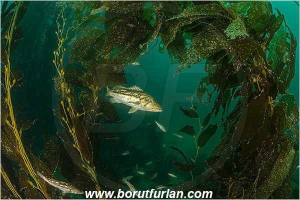 Santa Catalina, California, USA, Pacific ocean, Macrocystis pyrifera, Macrocystis, Laminariaceae, Phaeophyceae, Giant kelp, Kelp, Algae, Reef, Paralabrax clathratus, Paralabrax, Serranidae, Kelp bass, Fish, Kelp forest