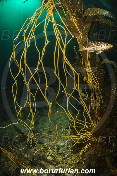 Santa Catalina, California, USA, Pacific ocean, Macrocystis pyrifera, Macrocystis, Laminariaceae, Phaeophyceae, Giant kelp, Kelp, Algae, Reef, Kelp forest