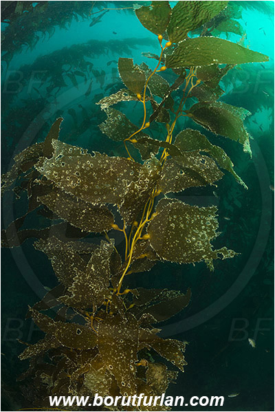 Santa Catalina, California, USA, Pacific ocean, Macrocystis pyrifera, Macrocystis, Laminariaceae, Phaeophyceae, Giant kelp, Kelp, Algae, Kelp forest
