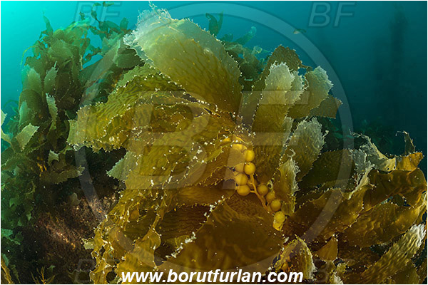 Santa Catalina, California, USA, Pacific ocean, Macrocystis pyrifera, Macrocystis, Laminariaceae, Phaeophyceae, Giant kelp, Kelp, Algae, Reef, Kelp forest