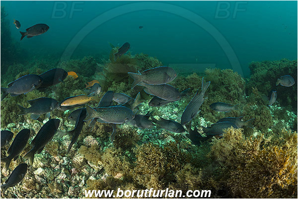 Santa Catalina, California, USA, Pacific ocean, Chromis punctipinnis, Chromis, Pomacentridae, Blacksmith, Fish, Fish school, Reef