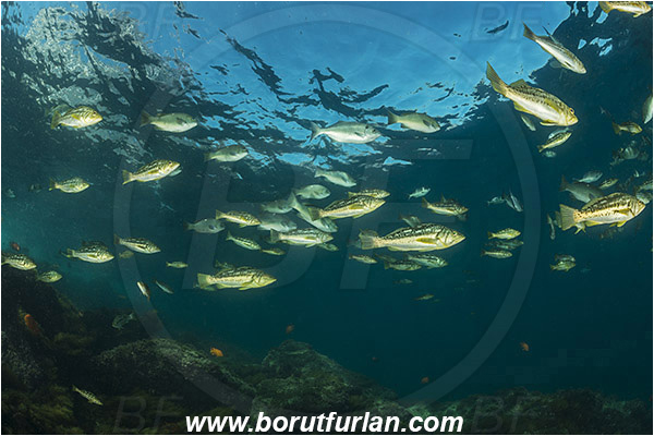 Santa Catalina, California, USA, Pacific ocean, Paralabrax clathratus, Paralabrax, Serranidae, Kelp bass, Fish, Fish school, Reef
