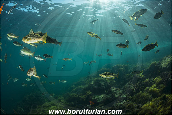 Santa Catalina, California, USA, Pacific ocean, Paralabrax clathratus, Paralabrax, Serranidae, Kelp bass, Fish, Fish school, Reef