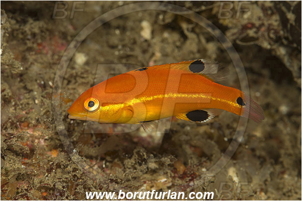 Santa Catalina, California, USA, Pacific ocean, Semicossyphus pulcher, Semicossyphus, Labridae, Fish, California sheephead, Juvenile, Wrasse