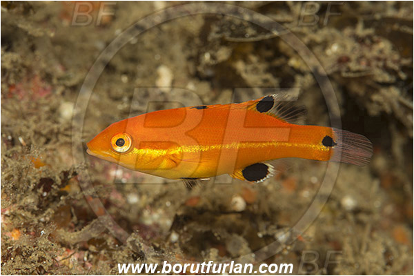 Santa Catalina, California, USA, Pacific ocean, Semicossyphus pulcher, Semicossyphus, Labridae, Fish, California sheephead, Juvenile, Wrasse
