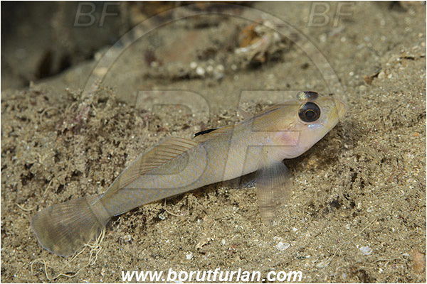 Santa Catalina, California, USA, Pacific ocean, Rhinogobiops nicholsii, Rhinogobiops, Gobiidae, Fish, Blackeye goby, Goby