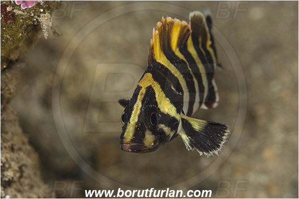 Santa Catalina, California, USA, Pacific ocean, Sebastes serriceps, Sebastes, Sebastidae, Treefish, Fish, Juvenile