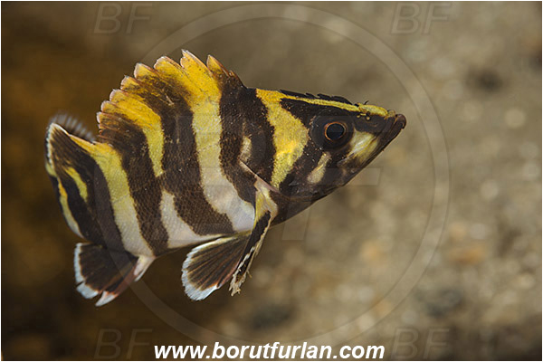 Santa Catalina, California, USA, Pacific ocean, Sebastes serriceps, Sebastes, Sebastidae, Treefish, Fish, Juvenile