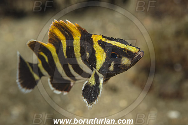 Santa Catalina, California, USA, Pacific ocean, Sebastes serriceps, Sebastes, Sebastidae, Treefish, Fish, Juvenile