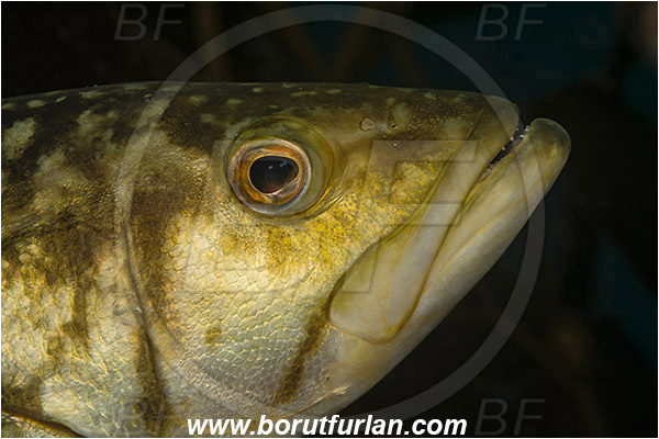 Santa Catalina, California, USA, Pacific ocean, Paralabrax clathratus, Paralabrax, Serranidae, Kelp bass, Fish, Portrait